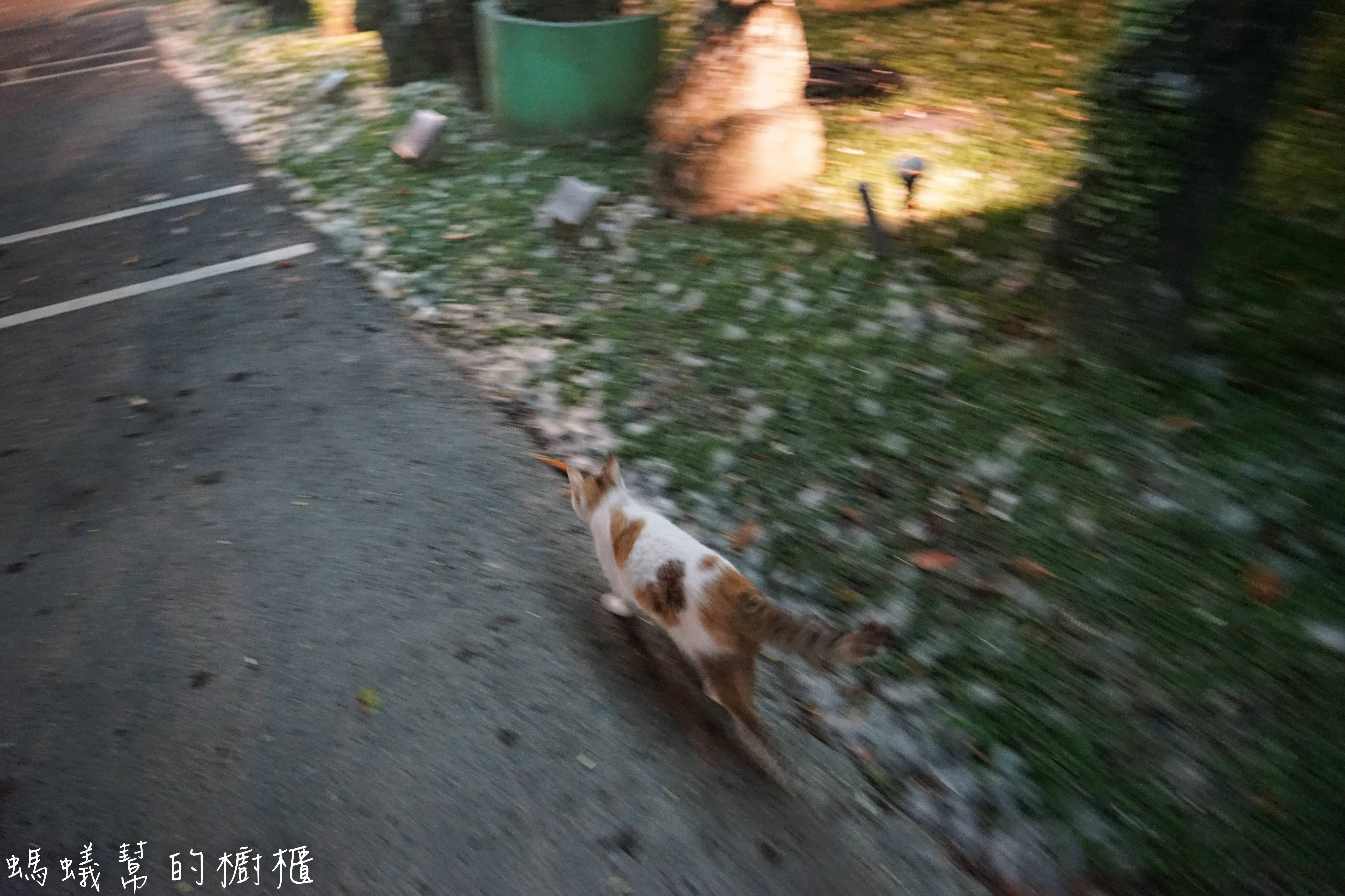 南投埔里牛耳藝術渡假村|日月潭埔里小木屋住宿推薦,漫步自然生態園區,欣賞藝術石雕、舒壓SPA館、雕之森樹屋餐廳,設備齊全的小木屋渡假推薦。 - 螞蟻幫的櫥櫃