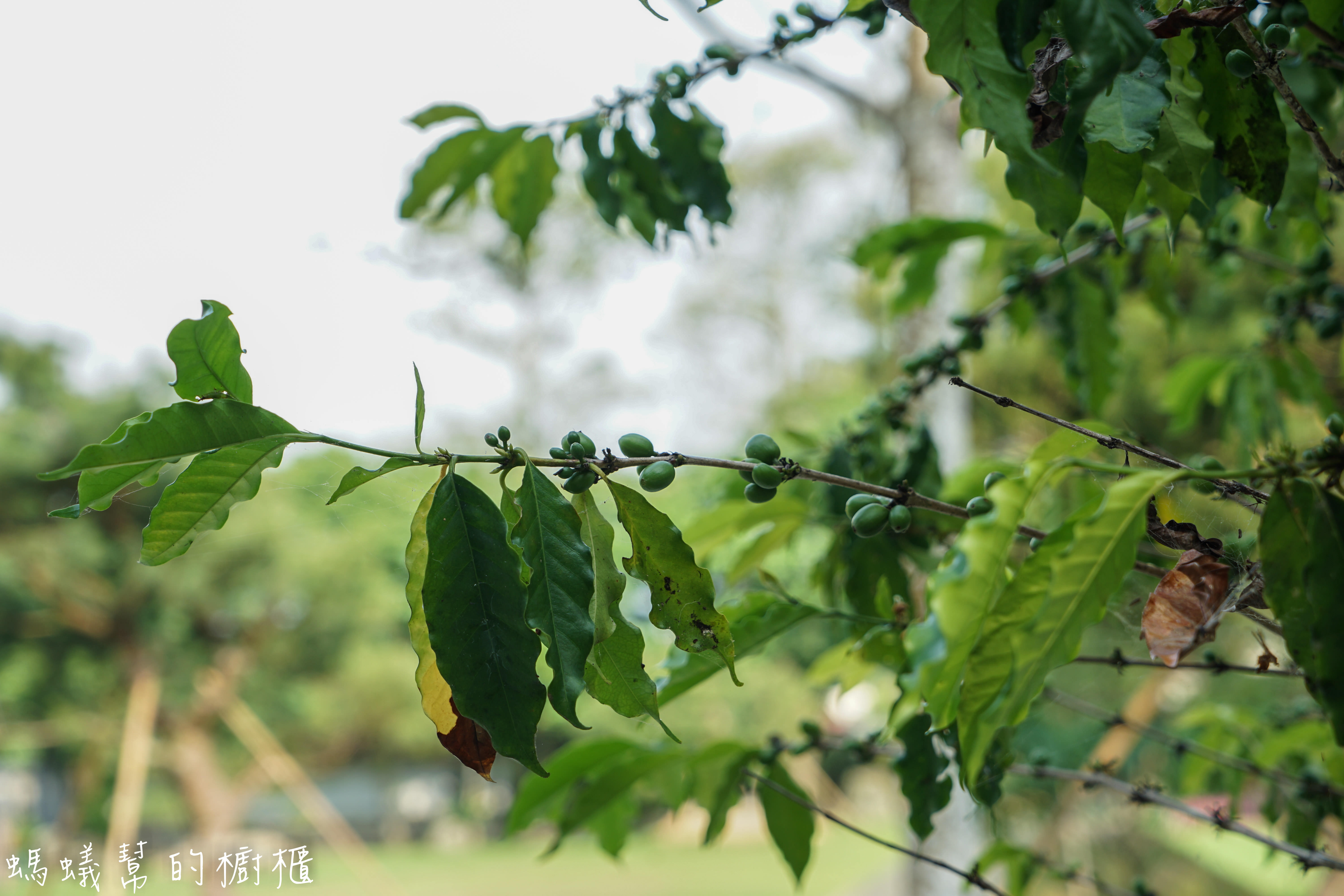 南投埔里牛耳藝術渡假村|日月潭埔里小木屋住宿推薦,漫步自然生態園區,欣賞藝術石雕、舒壓SPA館、雕之森樹屋餐廳,設備齊全的小木屋渡假推薦。 - 螞蟻幫的櫥櫃