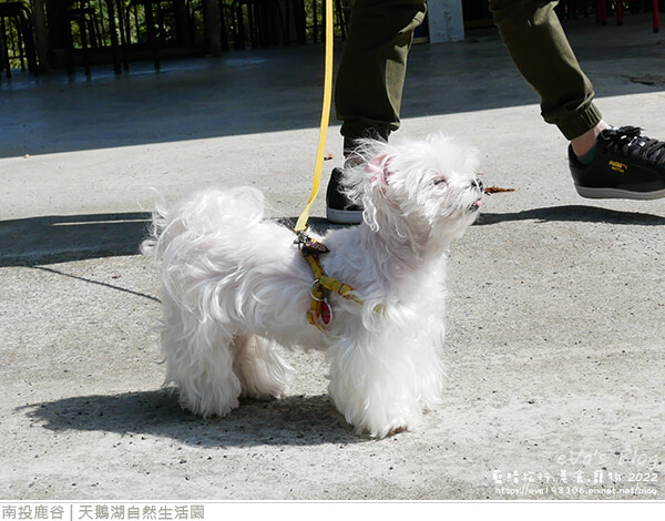 天鵝湖自然生活園-13.jpg 天鵝湖自然生活園-13.jpg