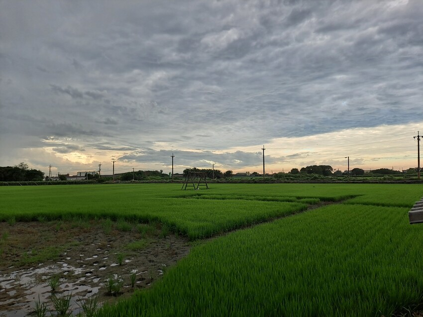 彰化二林 樹菓子烘培坊 在地小農窯烤烘培麵包  火龍果乳酪蛋糕很不錯