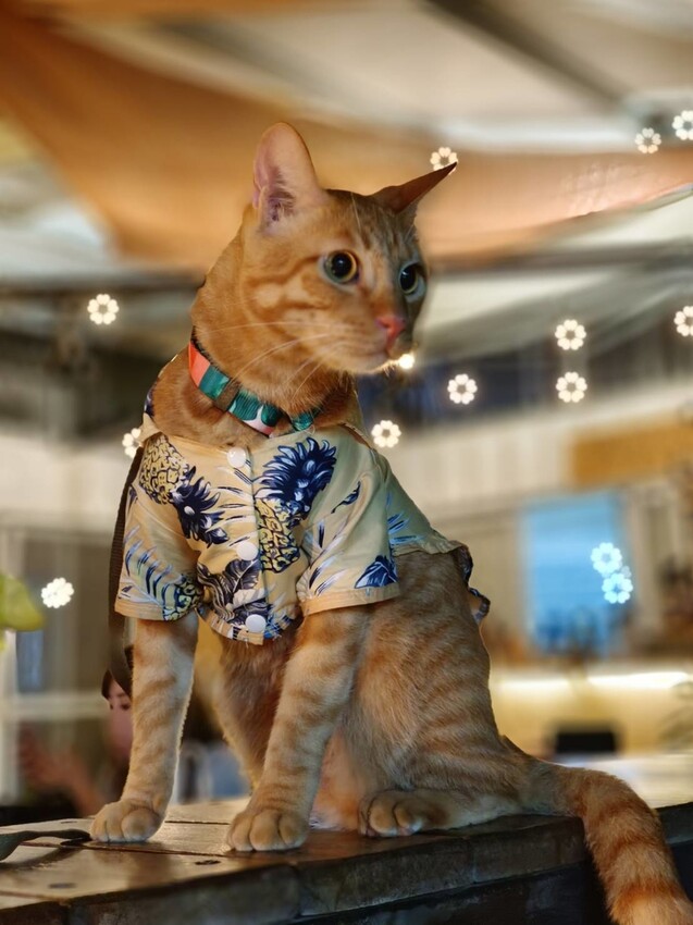 366749.jpg - 【屏東.小琉球】寵物友善戶外酒吧。靠岸Tea&bar有三張躺椅超悠閒夜生活。來小琉球喝酒吧