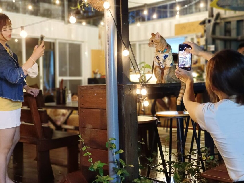 366747.jpg - 【屏東.小琉球】寵物友善戶外酒吧。靠岸Tea&bar有三張躺椅超悠閒夜生活。來小琉球喝酒吧