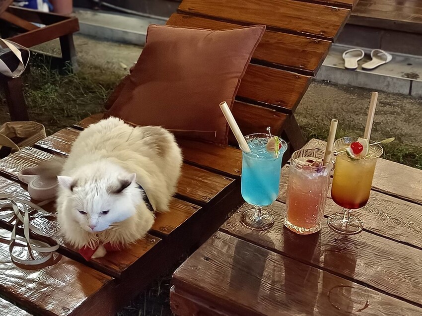 366731.jpg - 【屏東.小琉球】寵物友善戶外酒吧。靠岸Tea&bar有三張躺椅超悠閒夜生活。來小琉球喝酒吧