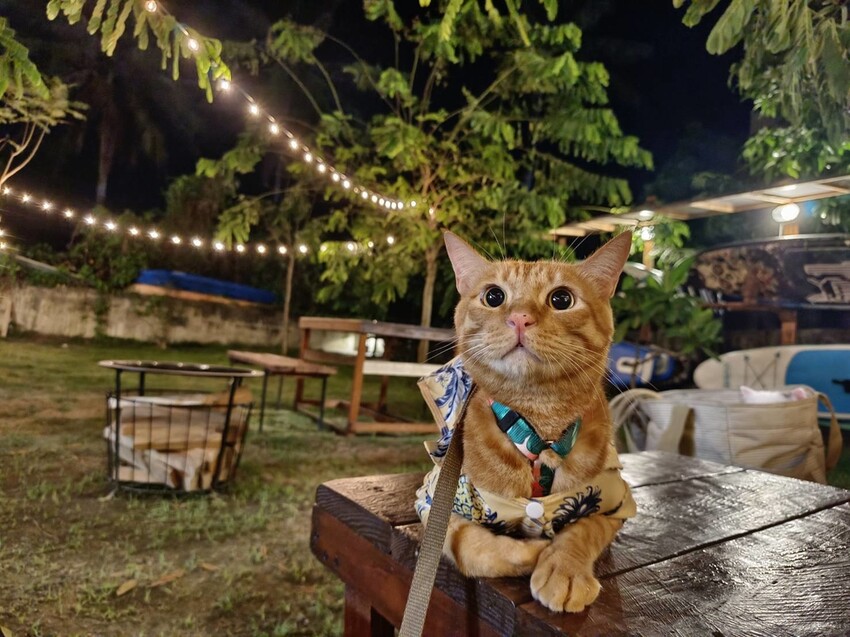 366752.jpg - 【屏東.小琉球】寵物友善戶外酒吧。靠岸Tea&bar有三張躺椅超悠閒夜生活。來小琉球喝酒吧