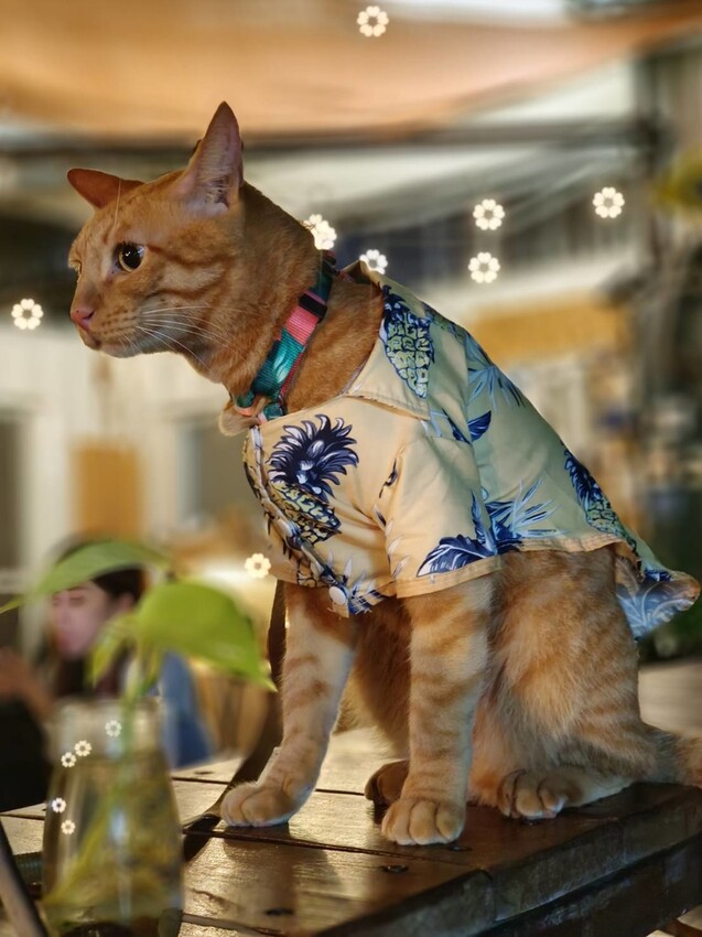 366750.jpg - 【屏東.小琉球】寵物友善戶外酒吧。靠岸Tea&bar有三張躺椅超悠閒夜生活。來小琉球喝酒吧