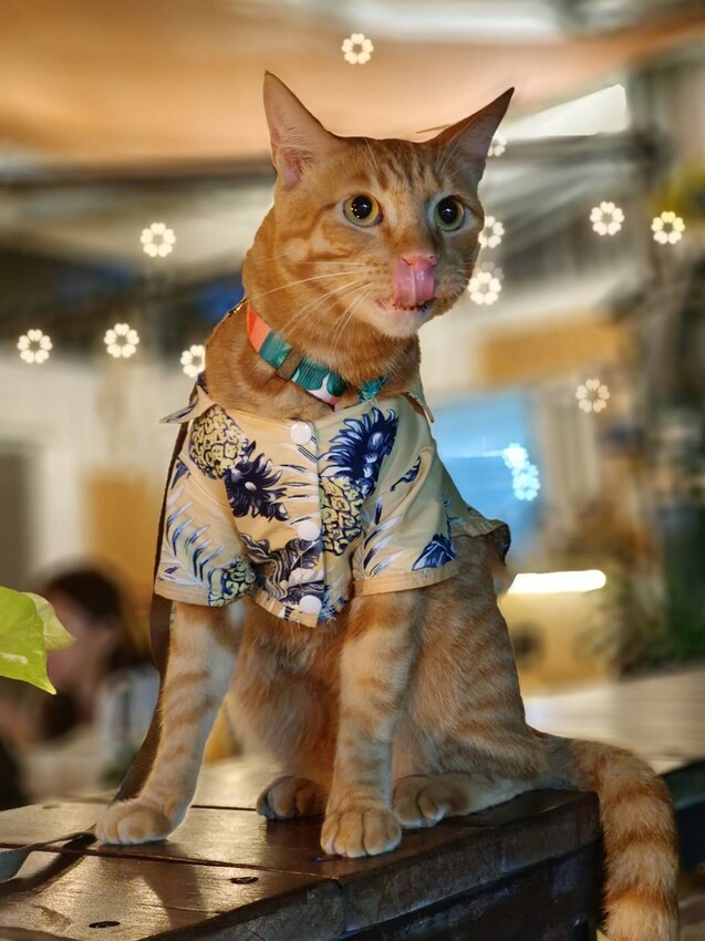 363764.jpg - 【屏東.小琉球】寵物友善戶外酒吧。靠岸Tea&bar有三張躺椅超悠閒夜生活。來小琉球喝酒吧