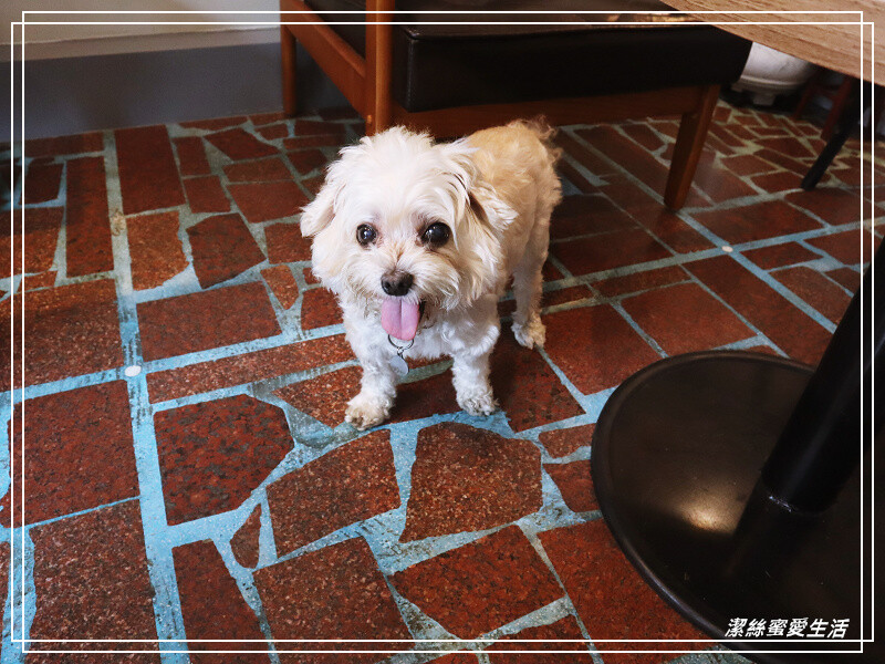 慢步手作 咖啡-桃園/比司吉大推薦!手作烘焙x韓式鹹食.來一個悠閒午後~寵物友善咖啡 - 潔絲蜜愛生活