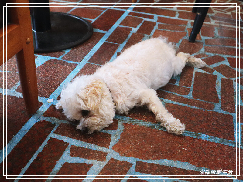 慢步手作 咖啡-桃園/比司吉大推薦!手作烘焙x韓式鹹食.來一個悠閒午後~寵物友善咖啡 - 潔絲蜜愛生活