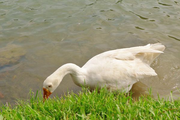 龍潭湖：宜蘭-讓人身心靈放鬆龍潭湖.悠閒走走去~