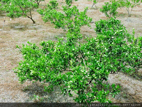 綠12公車 (20).jpg