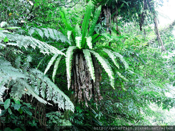 綠12公車 (33).jpg