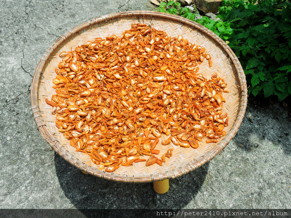 綠12公車 (36).jpg