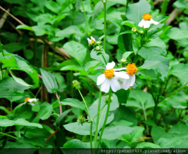 綠12公車 (22).jpg