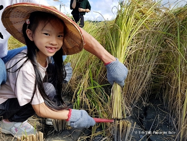 稻農割稻體驗10.jpg