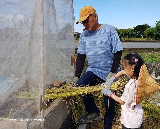 稻農割稻體驗18.jpg