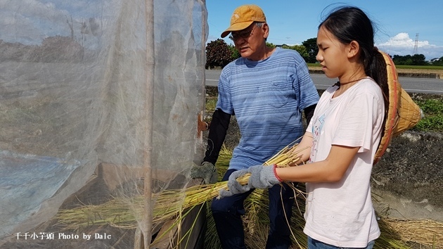稻農割稻體驗19.jpg