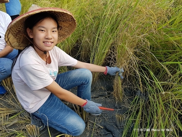 稻農割稻體驗12.jpg