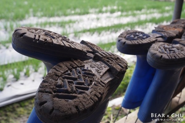 蔥仔寮體驗農場:宜蘭三星蔥仔寮體驗農場・體驗田裡拔蔥、蔥油餅DIY