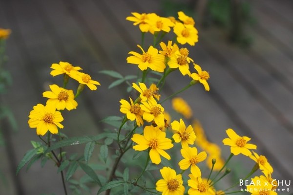 蔥仔寮體驗農場:宜蘭三星蔥仔寮體驗農場・體驗田裡拔蔥、蔥油餅DIY