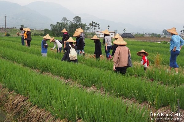 蔥仔寮體驗農場:宜蘭三星蔥仔寮體驗農場・體驗田裡拔蔥、蔥油餅DIY
