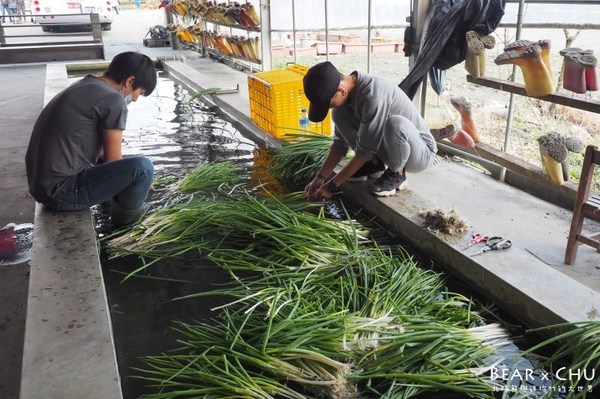 蔥仔寮體驗農場:宜蘭三星蔥仔寮體驗農場・體驗田裡拔蔥、蔥油餅DIY