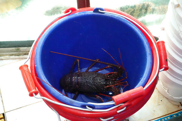 新北市萬里區有自己漁船、價格透明的活海鮮人氣王，不只萬里星巴克打卡！北海岸一日遊規劃萬里這家大益發活海鮮才是真正美食天堂