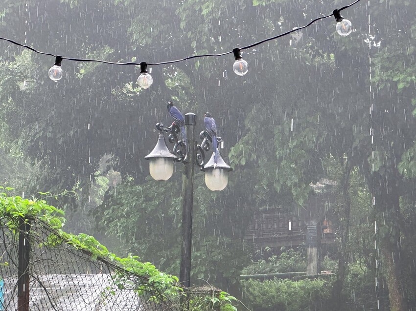 台北懶人豪華露營《趣兒Chill：藍鵲菲菲》一泊三食！清晨被日出美景、藍鵲叫聲喚醒，陽明山露營入住山林菲