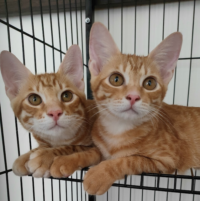 住宿 |想去海邊玩距離墾丁白沙灣很近的夏日風情獨棟民宿, 恆春 墾丁峰晴民宿-海灣館