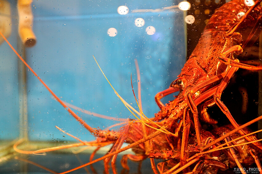 台南市安平區浮誇古早味龍蝦三明治！視覺與味覺都大飽口福 新鮮現撈活海產 超人氣台南海鮮餐廳/桌菜酒席/家庭聚餐｜海鮮