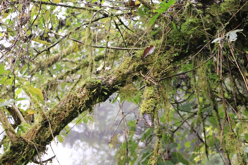 登山露營。宜蘭加羅湖 兩天兩夜登山體驗，我人生第一座中級山秘境 x 奧丁丁在地體驗