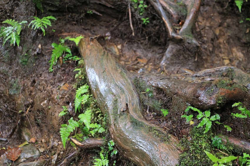 登山露營。宜蘭加羅湖 兩天兩夜登山體驗，我人生第一座中級山秘境 x 奧丁丁在地體驗
