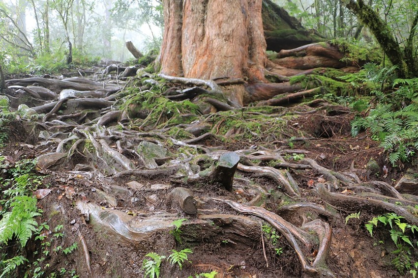 登山露營。宜蘭加羅湖 兩天兩夜登山體驗，我人生第一座中級山秘境 x 奧丁丁在地體驗