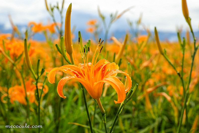 @陳小可的吃喝玩樂