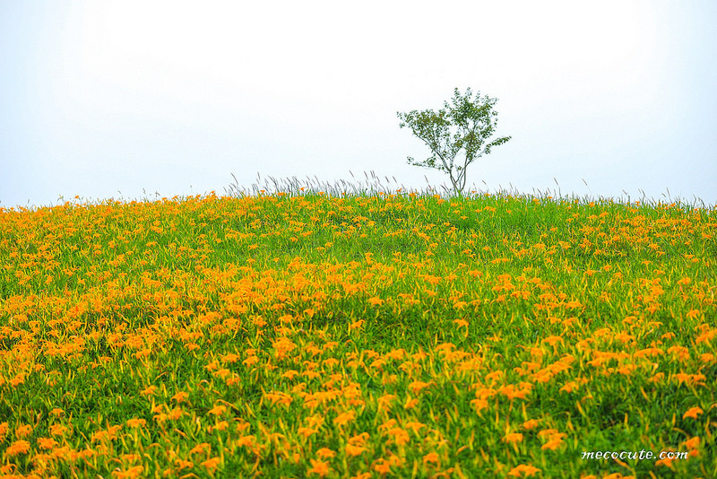 @陳小可的吃喝玩樂