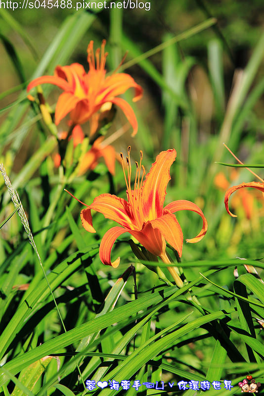 【花蓮旅遊】2014年六十石山金針花♥爆肝也要前往!!一張張如明信片般動人的美景就在眼前~