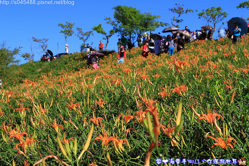【花蓮旅遊】2014年六十石山金針花♥爆肝也要前往!!一張張如明信片般動人的美景就在眼前~