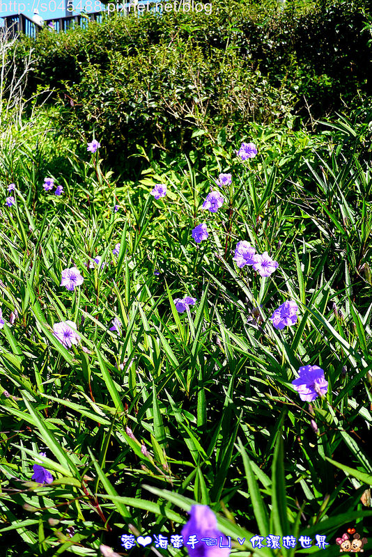 【花蓮旅遊】2014年六十石山金針花♥爆肝也要前往!!一張張如明信片般動人的美景就在眼前~