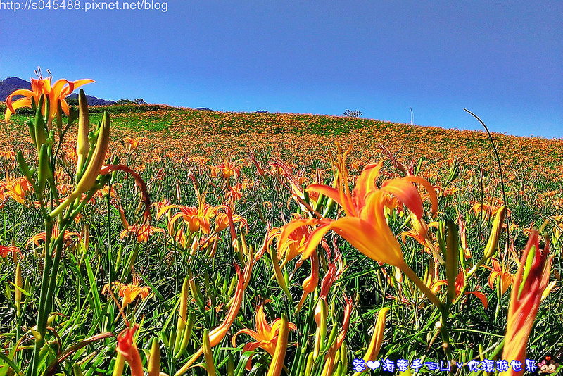 【花蓮旅遊】2014年六十石山金針花♥爆肝也要前往!!一張張如明信片般動人的美景就在眼前~