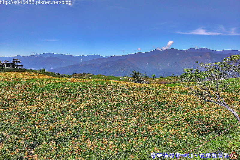 【花蓮旅遊】2014年六十石山金針花♥爆肝也要前往!!一張張如明信片般動人的美景就在眼前~