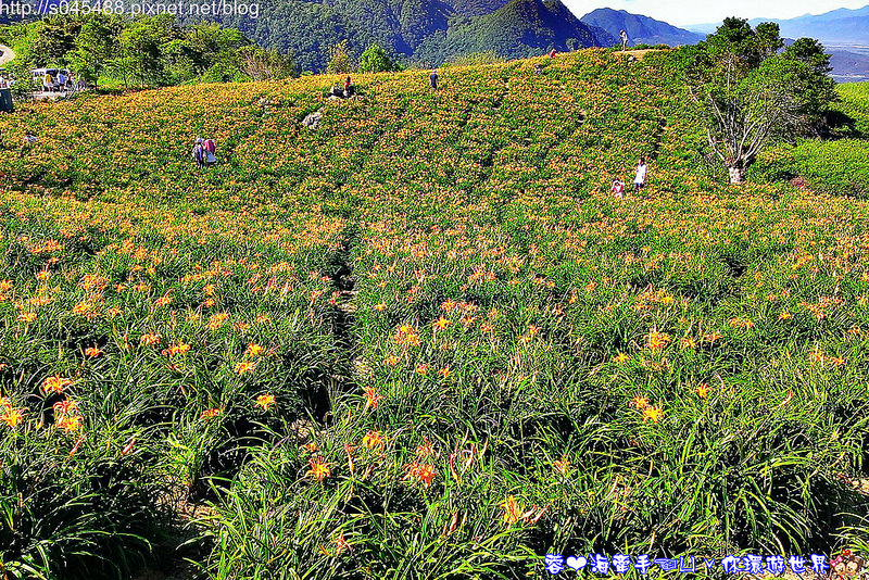 【花蓮旅遊】2014年六十石山金針花♥爆肝也要前往!!一張張如明信片般動人的美景就在眼前~