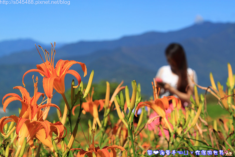 【花蓮旅遊】2014年六十石山金針花♥爆肝也要前往!!一張張如明信片般動人的美景就在眼前~