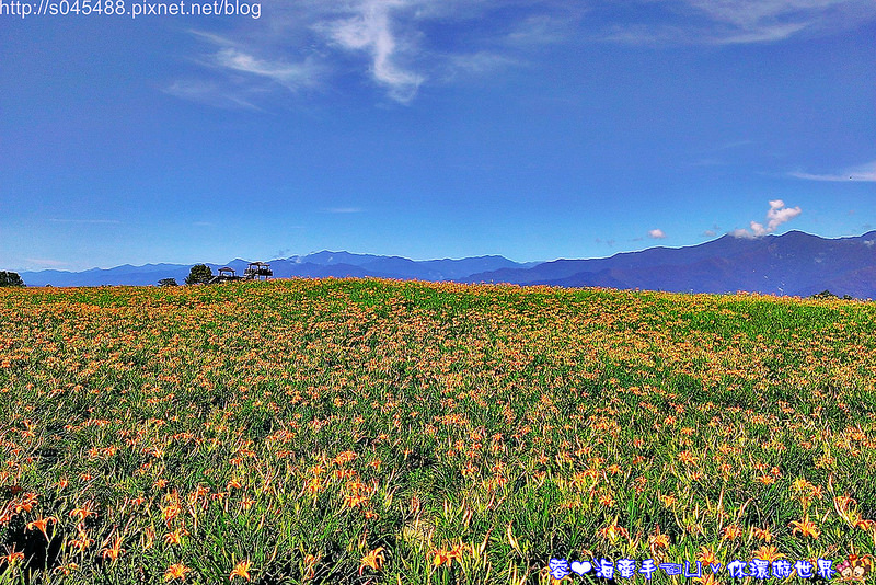 【花蓮旅遊】2014年六十石山金針花♥爆肝也要前往!!一張張如明信片般動人的美景就在眼前~