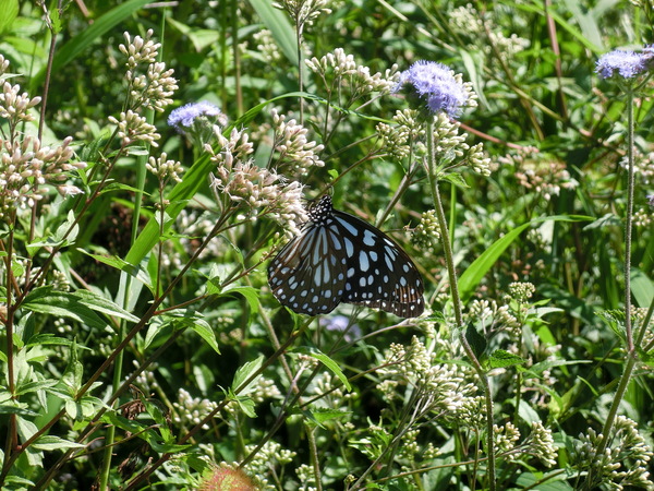 六十石山：六十石山