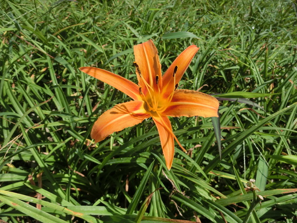 六十石山：六十石山