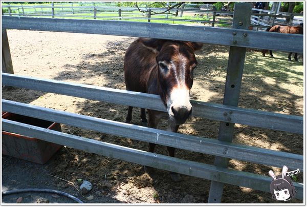 吉蒸牧場：[遊記+食記]►花蓮瑞穗◄吉蒸牧場-吉蒸鮮奶火鍋／吉蒸鮮奶饅頭／吉蒸鮮奶酪／可愛動物園區／親子旅遊好去處