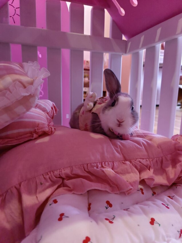 391907.jpg - 【宜蘭】寵物友善餐廳推薦。Pinkoni粉紅姐姐韓式料理。超可愛夢幻場景+服務超棒+食物好吃