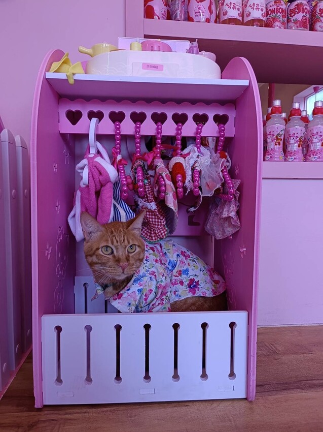 391904.jpg - 【宜蘭】寵物友善餐廳推薦。Pinkoni粉紅姐姐韓式料理。超可愛夢幻場景+服務超棒+食物好吃