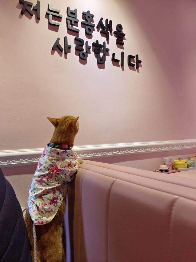 391918.jpg - 【宜蘭】寵物友善餐廳推薦。Pinkoni粉紅姐姐韓式料理。超可愛夢幻場景+服務超棒+食物好吃