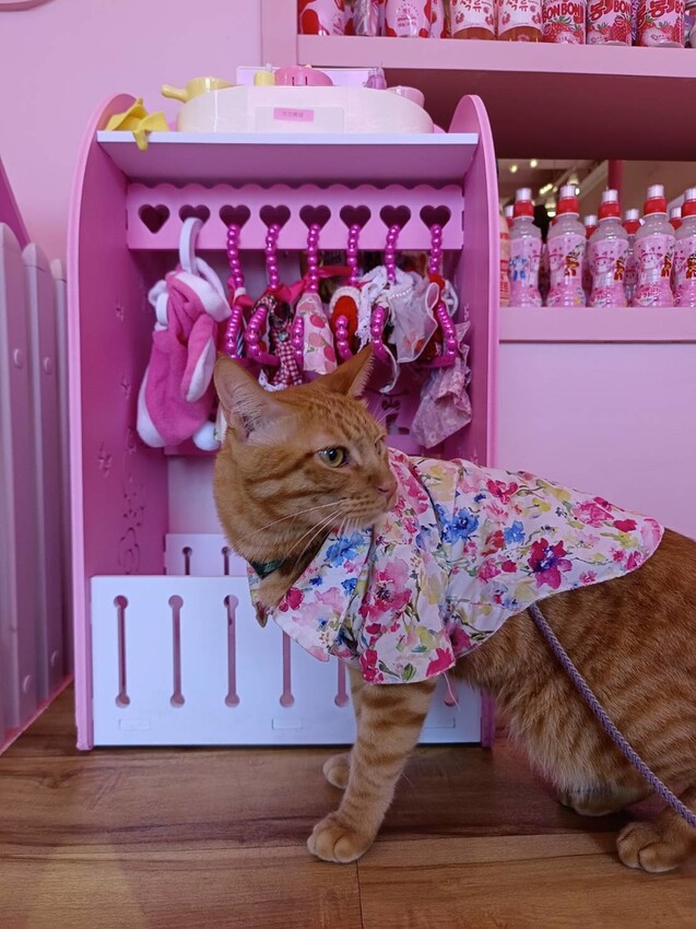 392004.jpg - 【宜蘭】寵物友善餐廳推薦。Pinkoni粉紅姐姐韓式料理。超可愛夢幻場景+服務超棒+食物好吃