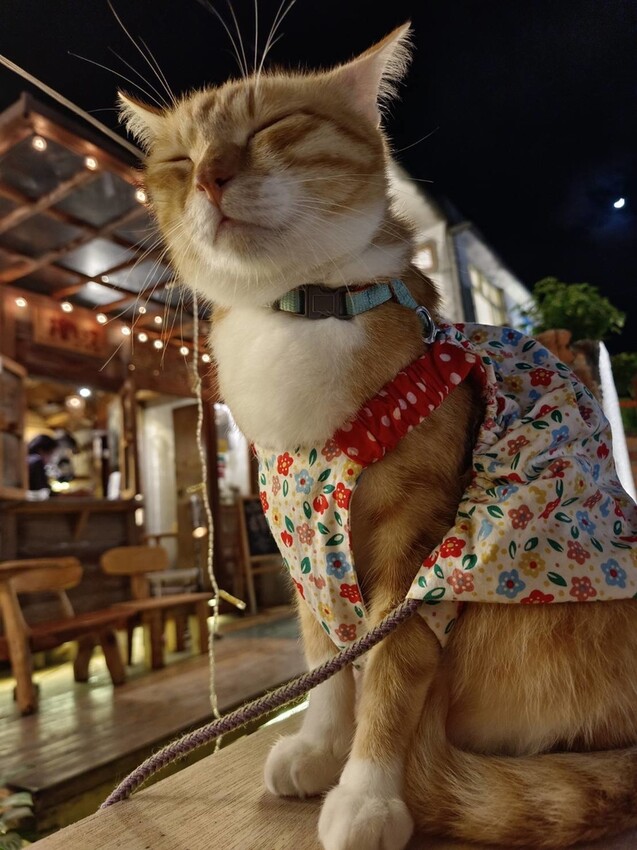 388867.jpg - 【花蓮市區】河南扯麵推超級美味番茄蛋麵+又一村檜好了咖啡館。寵物友善店家